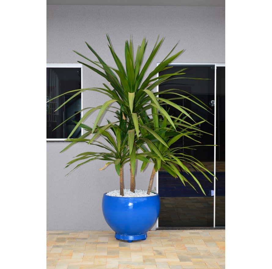 Dracena Arborea 